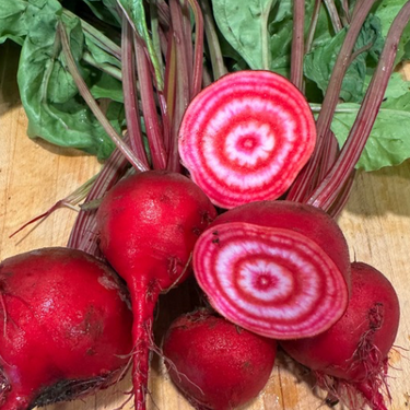 Guardsmark Chioggia Beet, Modern Twist on an 1865 heirloom, Organic